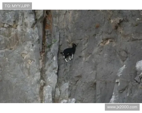 成都攀岩队心理素质提升之路与热议攀岩的深层影响分析